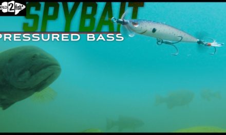 Tips for Spybaiting Pressured Bass