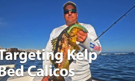 Webinar: Targeting Kelp Bed Calico Bass