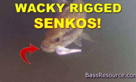 Where and When To Fish A Wacky Rig | Bass Fishing