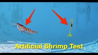 Salt Strong | – Best Artificial Shrimp To Fish Under A Popping Cork (Brand Comparison Test)