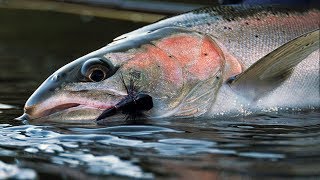 Desert Dries – Steelhead Fly Fishing by Todd Moen