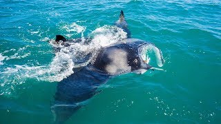 Giant Manta Ray Cobia Fishing on Florida's Space Coast