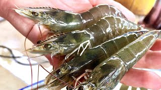 Salt Strong | – How To Use LIVE SHRIMP (Shallow Water Rigging, Retrieving, & Best Spots)