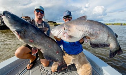 BlacktipH – Monster Mississippi River Catfish