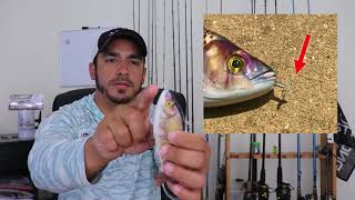 Salt Strong | – Animated Lure Review (Pros & Cons)