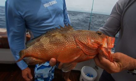 Bahamas Deep Sea Fishing for Rock Hind Grouper Mutton Snapper