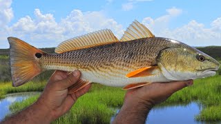 Salt Strong | – How To Catch Redfish, Snook, & Grouper (WITHOUT LIVE BAIT)