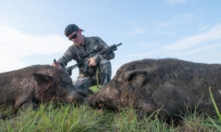 LakeForkGuy – Hunting HUGE Feral Hogs on Farm Land