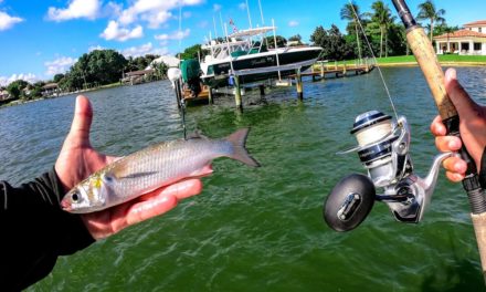 Lawson Lindsey – Fishing Live Mullet for Big Saltwater Fish