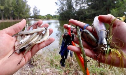 LIVE BAIT vs. ARTIFICIAL LURE Fishing Challenge — Which Catches BIGGER Fish???