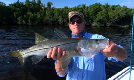 Mirromullet Topwater Lure for Florida Everglades Snook