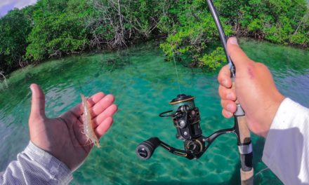 Lawson Lindsey – Sight Fishing With Live Shrimp + Catching Beautiful Tropical Fish