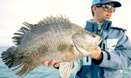 BlacktipH – Catching Spawning Tripletail, Redfish and Black Drum