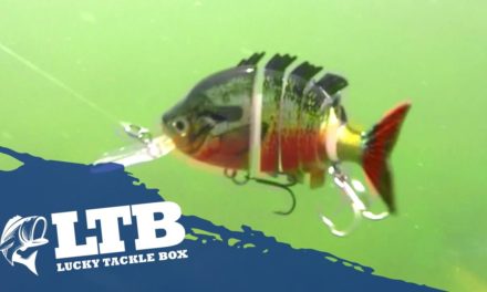 How to Fish the Spring for Bass with a jointed swimbait during all three stages of the Spawn