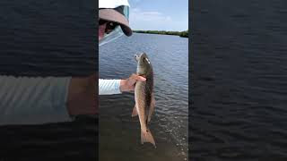 Salt Strong | – Redfish & Snook (Quick Tool For Catching More Inshore Fish Fast)