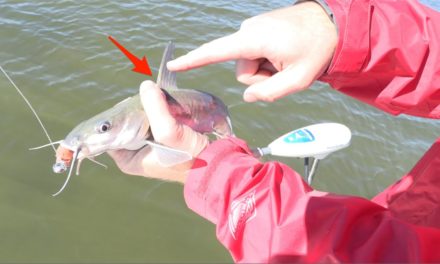 Salt Strong | – How To Safely Hold A Catfish (Without Getting Spined)