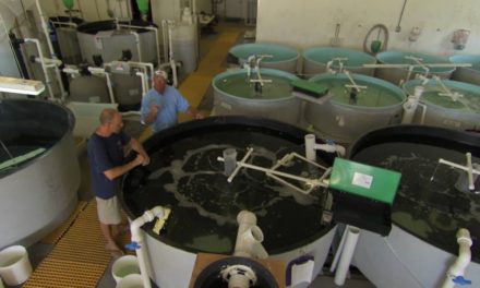 Project Snook Part 1 – Aquaculture Fish Farming Introduction