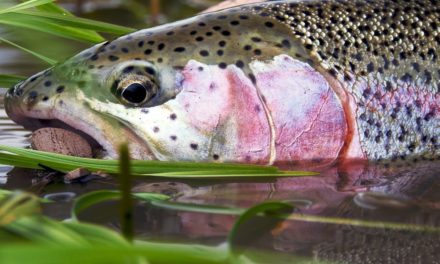 Alaska Fly Fishing with a Mouse Fly – Aniak by Todd Moen