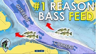 How Current Positions Winter Bass | Lake Hamilton Practice Day