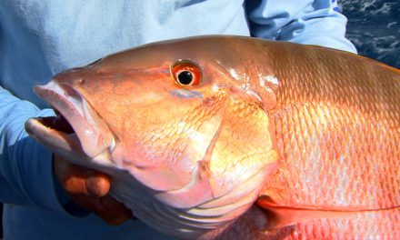 Mutton Snapper Fishing Tip – Bite The Heads Off Your Live Baits