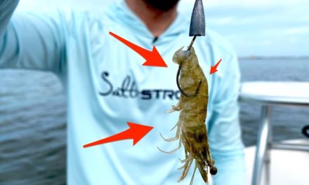 Salt Strong | – Weedless Shrimp: How To Texas Rig A Live Shrimp