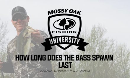 How Long Does the Bass Spawn Last • KVD Fishing Tips