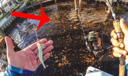 Lawson Lindsey – Chasing One of the Best Camouflaged Fish in the World