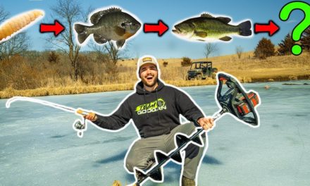 Flair – Impossible FOOD CHAIN Fishing Challenge on My BACKYARD POND!!!