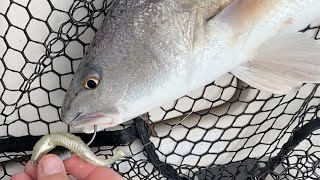Salt Strong | – This Simple Redfish Lure Is Out-Fishing Live Bait!!!