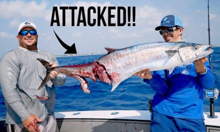 BlacktipH – Crazy Kingfish Fishing, Barracuda Attack and Hammerhead