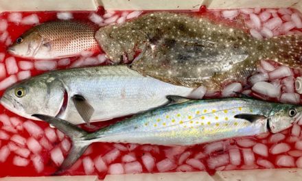 Salt Strong | – How To Bleed Saltwater Fish (For Cleaner Fish Fillets)