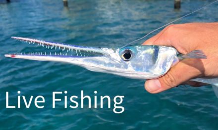 BlacktipH – LIVE FISHING | Houndfish and Giant Jacks