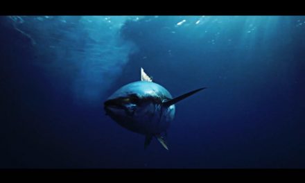 Dan Decible – Tuna Fishing