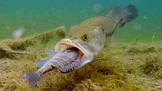 Do Bass Actually Eat Bluegills?? | GoPro Live Bluegill Footage Underwater