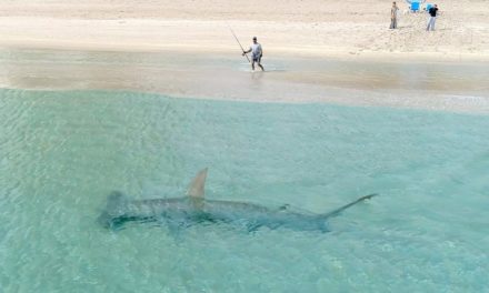 BlacktipH – Giant Hammerhead Sharks Hunting Blacktip Sharks 3