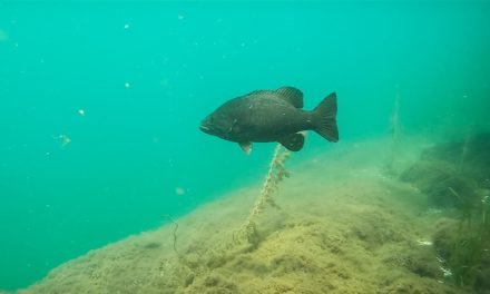 Swimming with Smallmouths