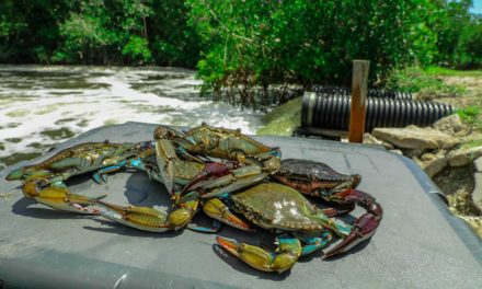 Lawson Lindsey – Catching BIG Blue Crabs From a TINY SpillWay! {Catch & Cook}