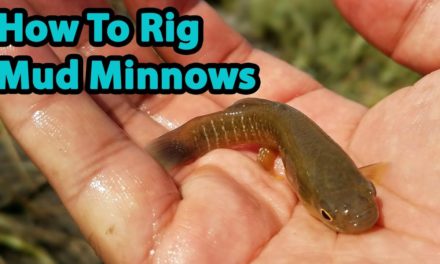 Salt Strong | – 2 Best Ways To Rig Mud Minnows (For Redfish, Trout & Flounder)
