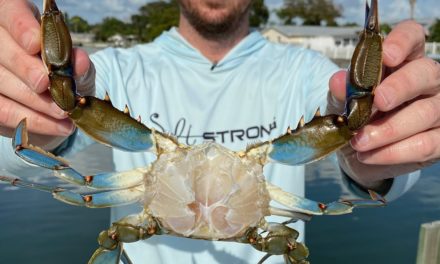 Salt Strong | – 2 Steps To Clean A Blue Crab (The Quick & Easy Way)