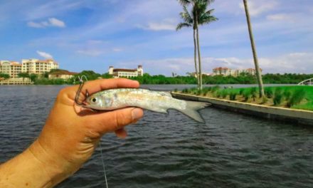 Lawson Lindsey – Fishing with Live Finger Mullet Along Huge Seawalls and Docks