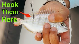 Salt Strong | – How To Hook Pinfish To Catch More Redfish, Snook, Trout & Tarpon
