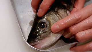 GRAPHIC – How to fillet a fish – Sea bass – Japanese technique – すずきのさばき方
