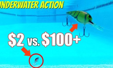 CHEAP vs EXPENSIVE Wiggle Wart Style Baits!!! (UNDERWATER Testing)