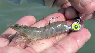 Salt Strong | – How To Rig Shrimp On A Jig Head (EASIEST Way To Catch Fish)