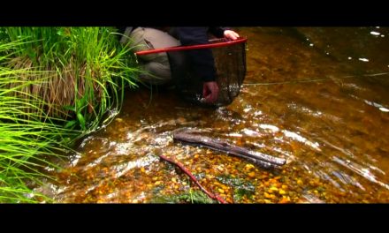 Dan Decible – Simple Fishing