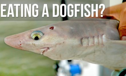 BlacktipH – We ATE a Dogfish!