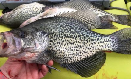 LakeForkGuy – CATCH & COOK: Whole Grilled Fish!!! – SPRING CRAPPIE!