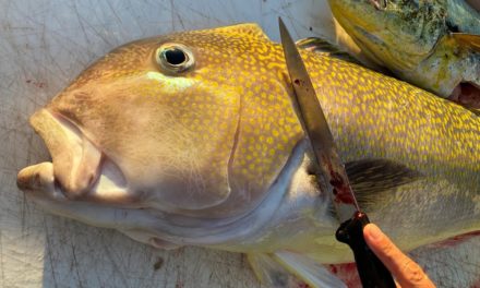 BlacktipH – Cleaning GIANT Tilefish