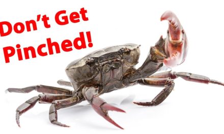 Salt Strong | – How To Rig Fiddler Crabs For Sheepshead, Redfish & Black Drum
