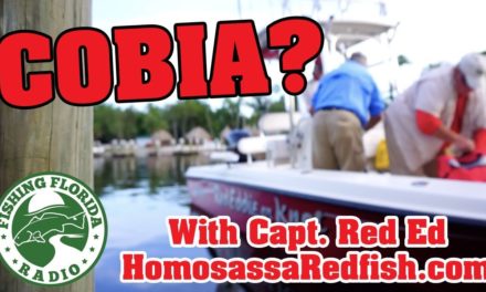 Cobia Fishing in Homosassa with the King – Red Ed of HomosassaRedfish.com